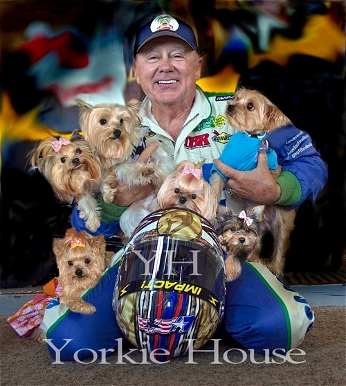 yorkie house yorkie house yorkie house yorkie house